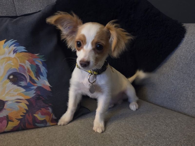 Jack Russell Terrier for adoption in West Calder, West Lothian – 4 months old