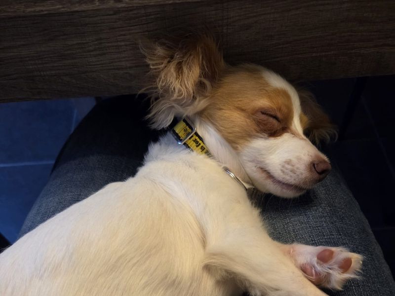 Buddy - Image 4 of 4