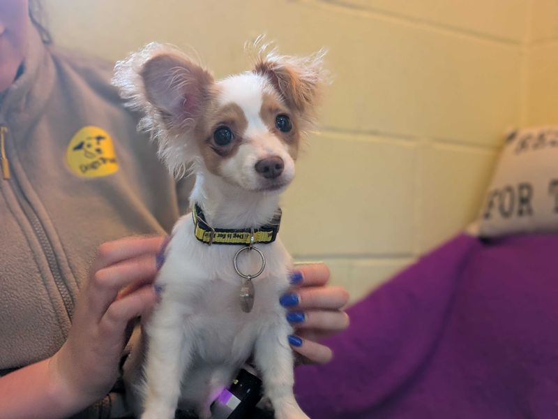 Buddy, a Unknown old male Unknown available for adoption from Dogs Trust in West Calder, Scotland