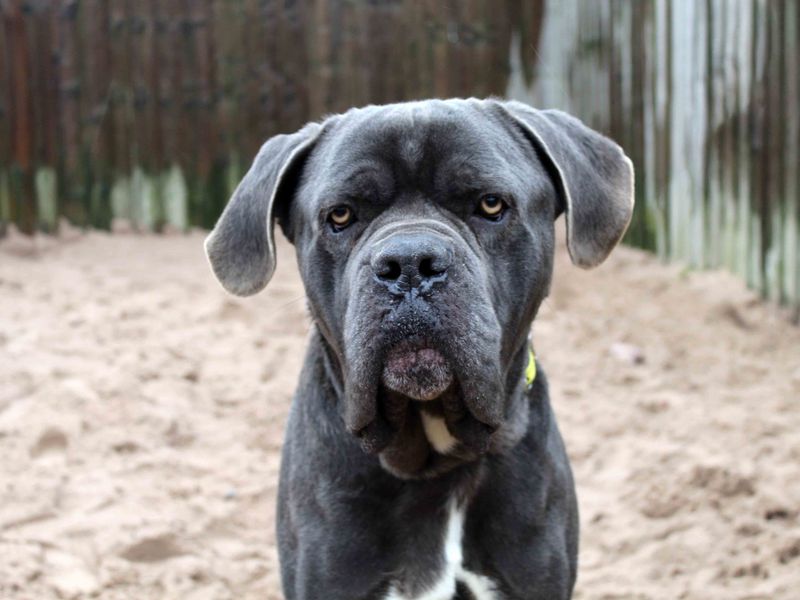 Kaine, a 4 years old male Mastiff available for adoption from Dogs Trust in Darlington, County Durham