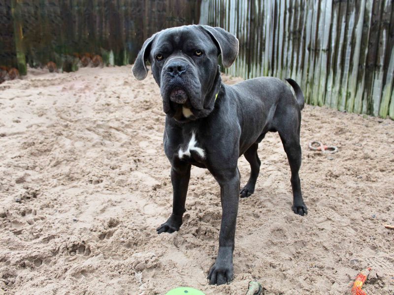 Kaine - Image 2 of 2