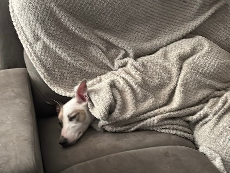 Greyhound for adoption in , Na H-Eileanan An Iar – 1 year old - Image 3 of 3