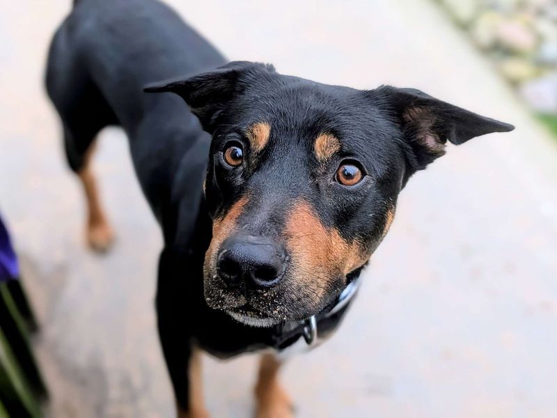 Burdock, a 4 years old male Unknown available for adoption from Dogs Trust in Splott, Wales