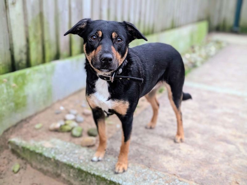 Staffordshire Bull Terrier for adoption in Cardiff, Glamorgan – 2 years old