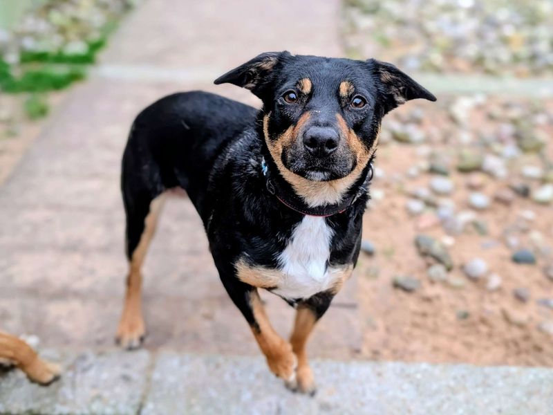 Border Collie for adoption in Cardiff – 2 years old - Image 3 of 4
