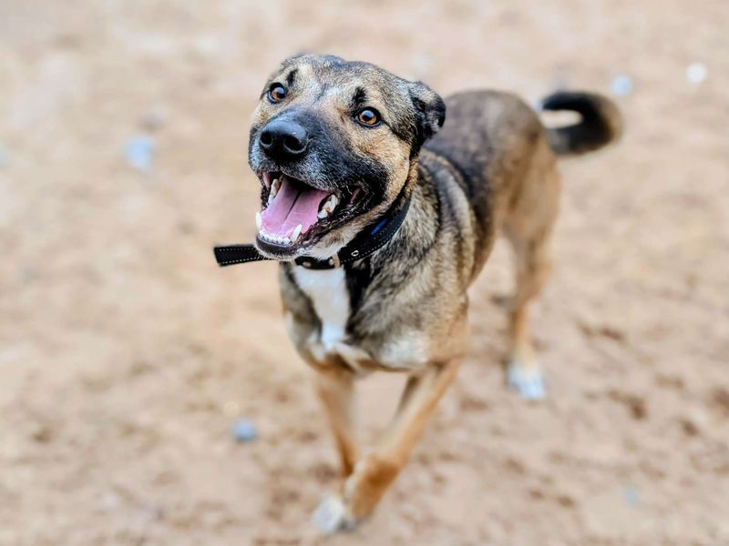 Shandy - Image 4 of 5