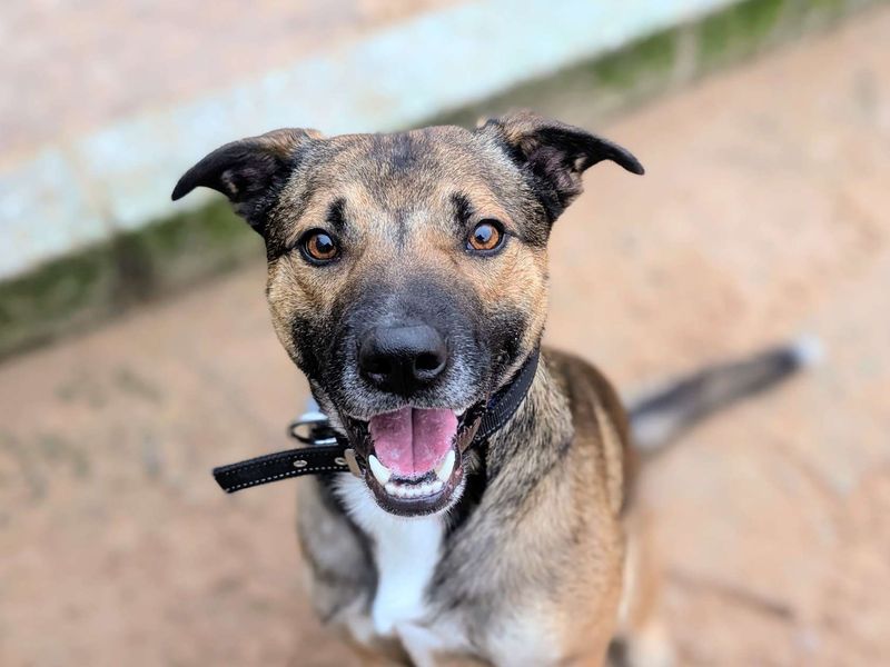 Shandy - Image 2 of 5