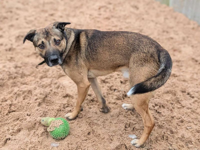 Shandy - Image 3 of 5