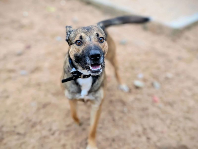 Shandy, a 4 years old male Unknown available for adoption from Dogs Trust in Splott, Wales