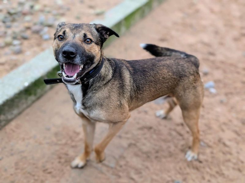 Shandy - Image 5 of 5