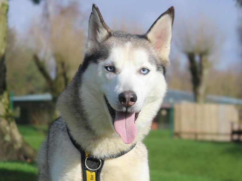 Siberian Husky for adoption in Liverpool, Merseyside – 7 years old