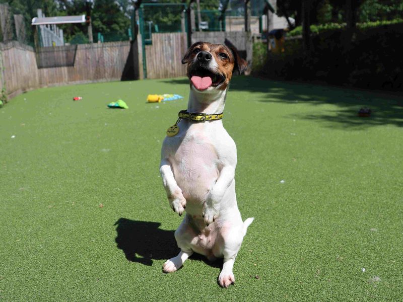 Hope | Terrier (Jack Russell) | Glasgow - 4