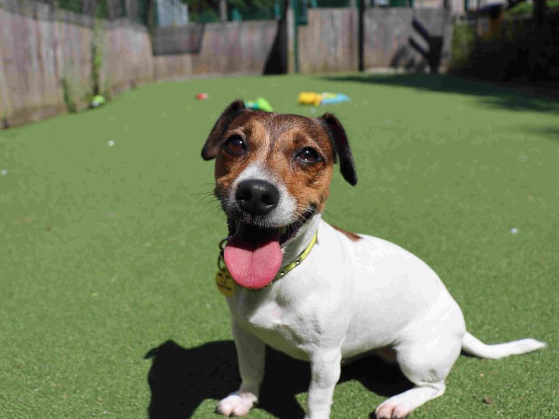 Hope | Terrier (Jack Russell) | Glasgow - 3