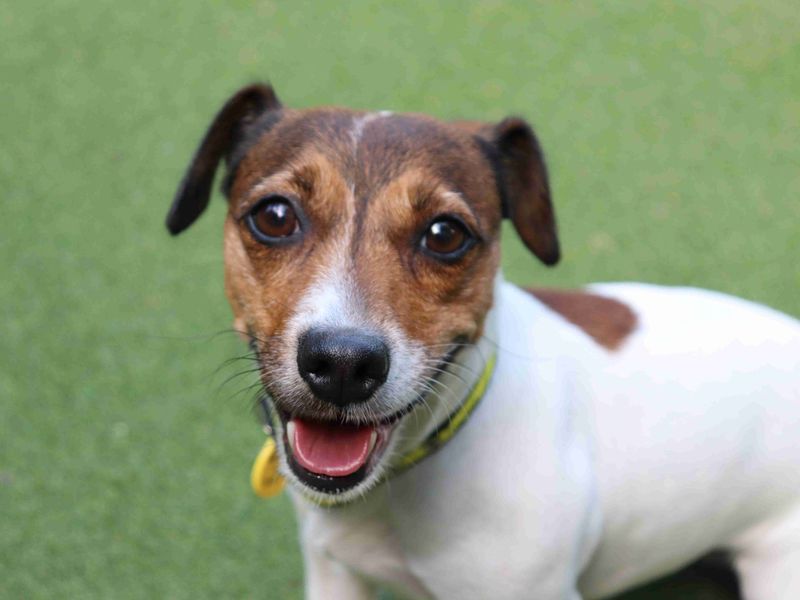 Hope | Terrier (Jack Russell) | Glasgow - 2