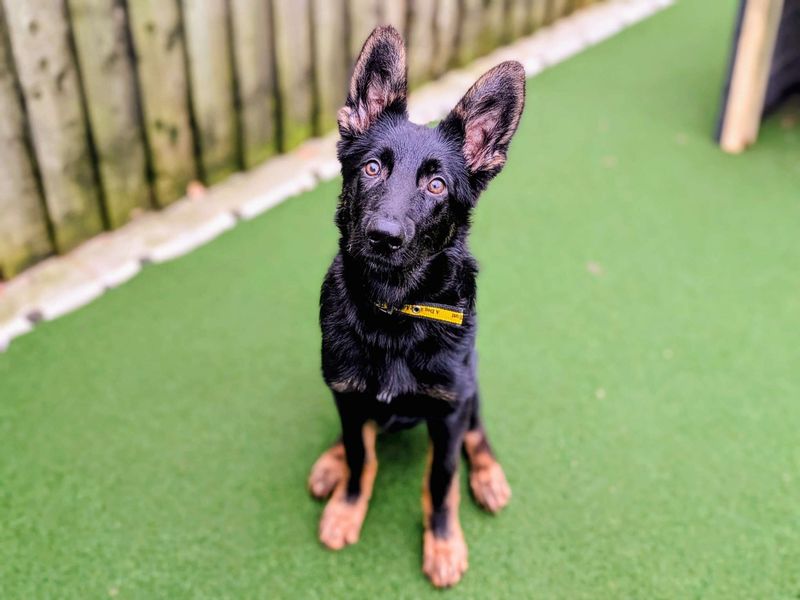 German Shepherd for adoption in Cardiff – 5 months old - Image 4 of 4