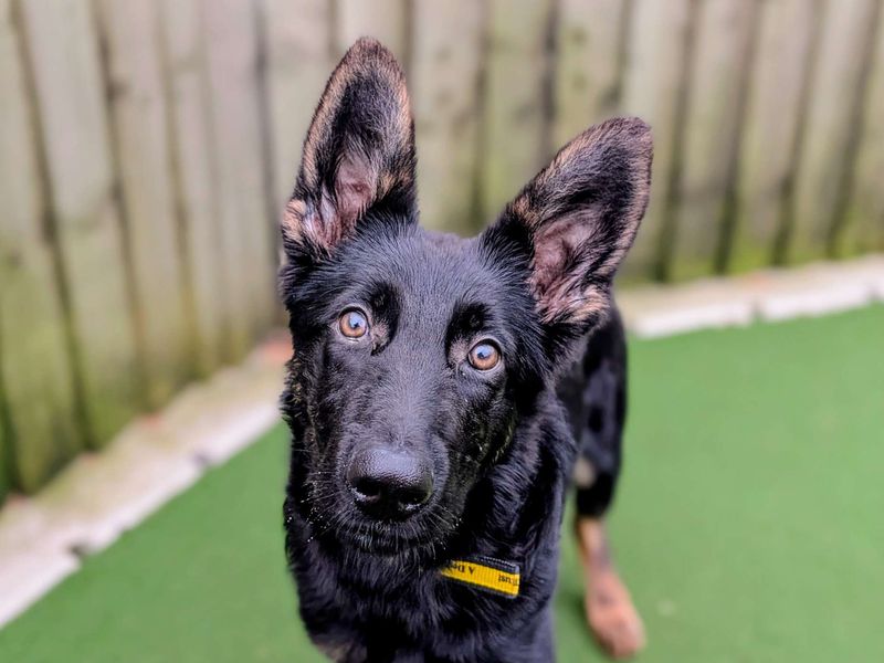 German Shepherd for adoption in Cardiff – 5 months old - Image 3 of 4