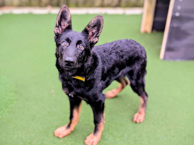 German Shepherd for adoption in Cardiff – 5 months old - Image 2 of 4