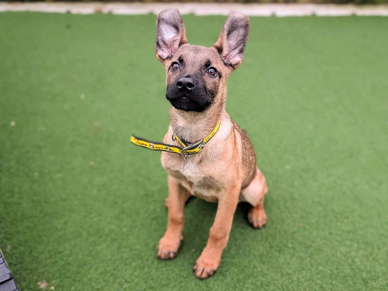 Pipistrelle - Image 2 of 6
