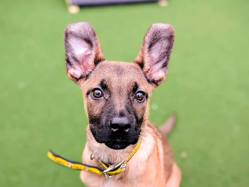 Pipistrelle - Image 5 of 6