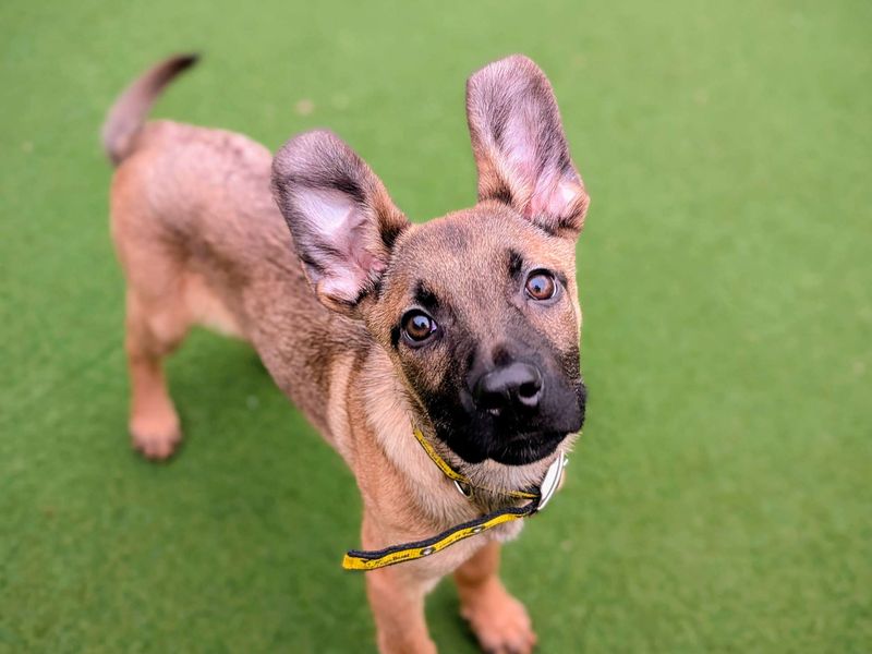 Pipistrelle - Image 6 of 6