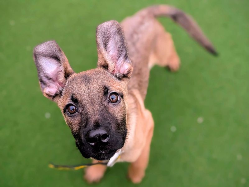 German Shepherd Dogs And Puppies For Adoption