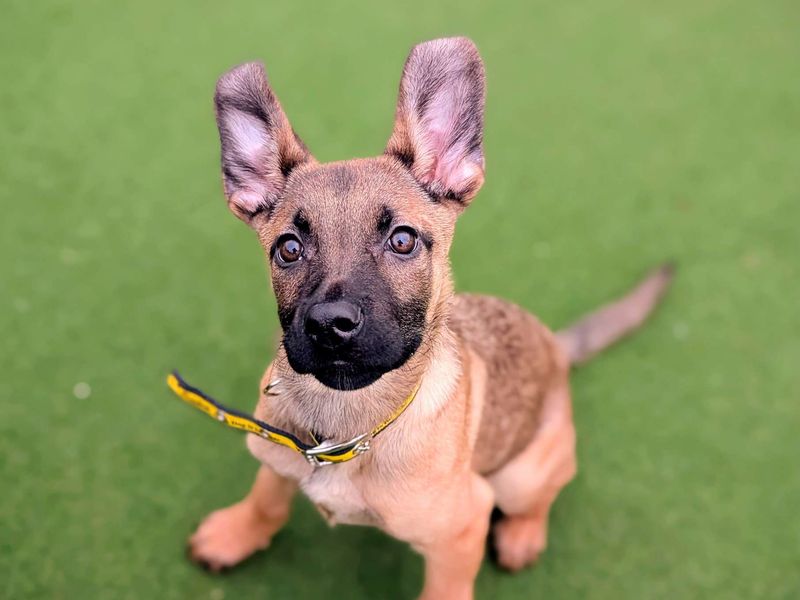 Pipistrelle - Image 3 of 6