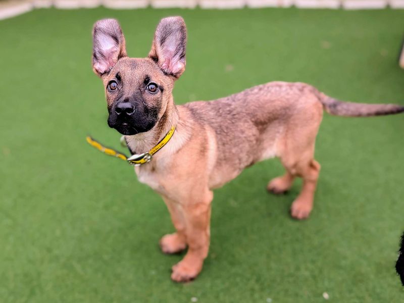 Pipistrelle - Image 4 of 6