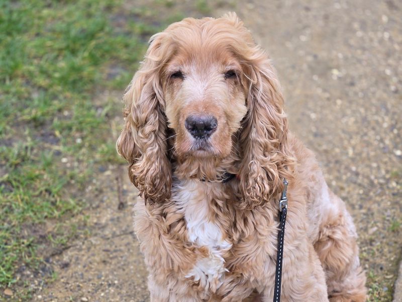 Springer Spaniel for adoption in Uxbridge, London – 11 years old