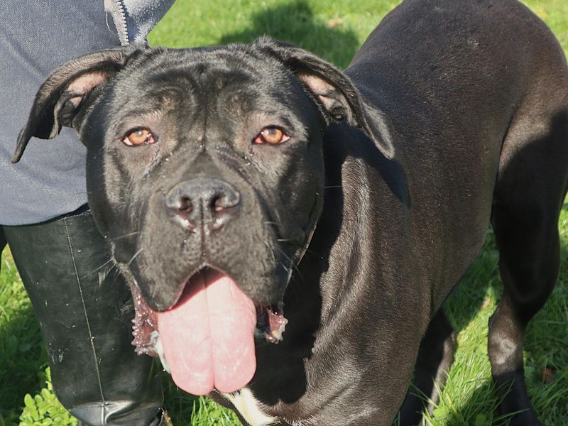 Ronnie | Italian Corso Dog | Harefield West London - 1