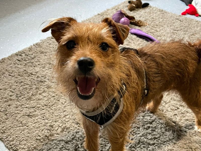 Jack Russell Terrier Dogs And Puppies For Adoption