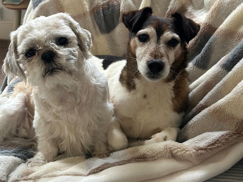 Max | Terrier (Jack Russell) | Manchester - 1