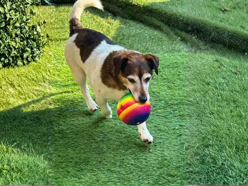 undefined | Terrier (Jack Russell) | undefined - 3