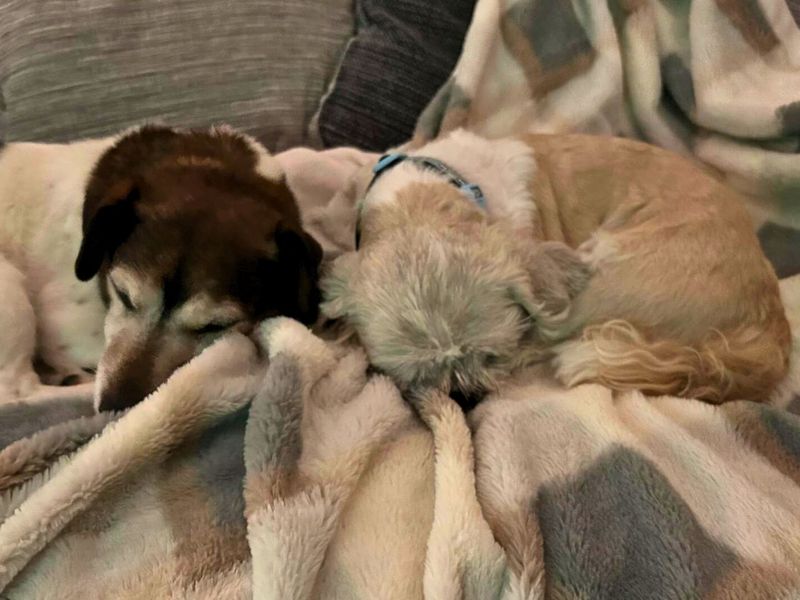 Max, a 8 years old male Jack Russell Terrier available for adoption from Dogs Trust in Manchester, Greater Manchester