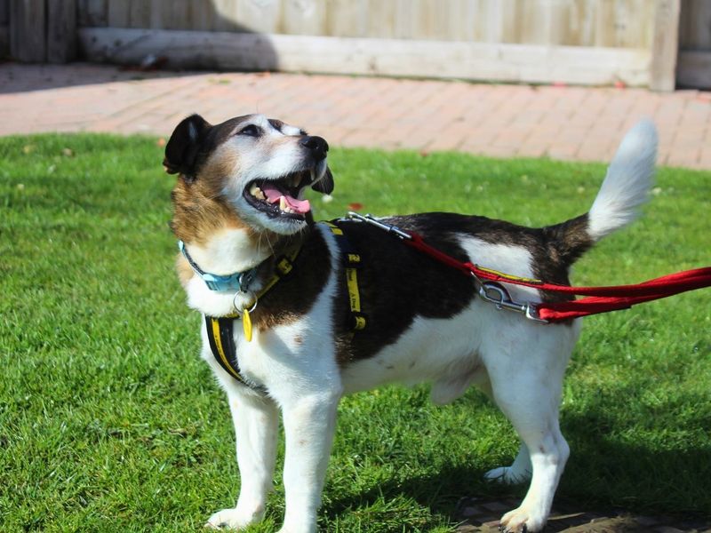 undefined | Terrier (Jack Russell) | undefined - 4