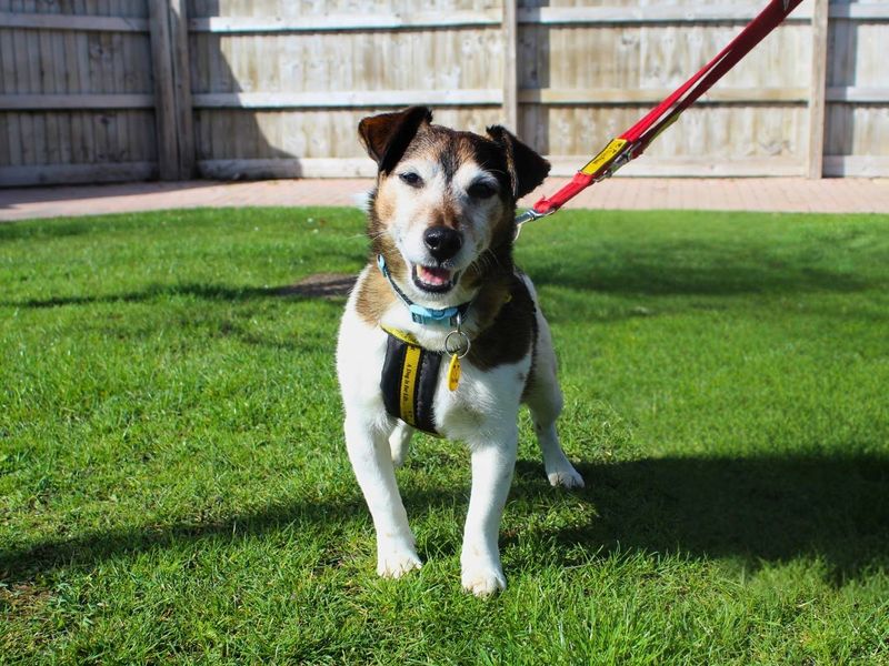 undefined | Terrier (Jack Russell) | undefined - 8
