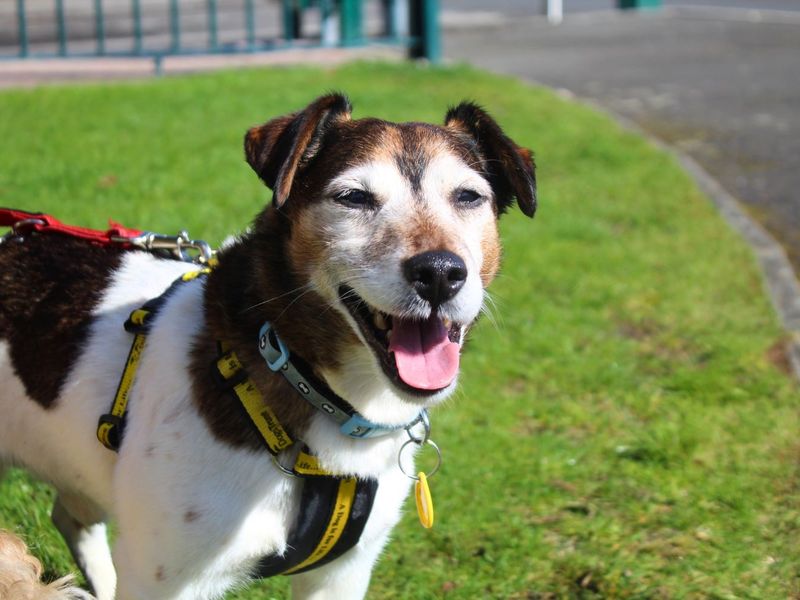 undefined | Terrier (Jack Russell) | undefined - 2