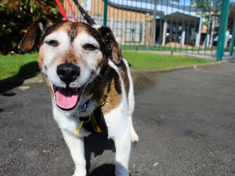 undefined | Terrier (Jack Russell) | undefined - 6