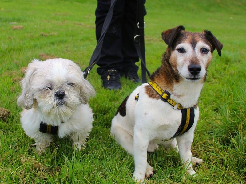 Max | Terrier (Jack Russell) | Manchester - 9