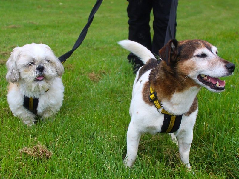 Max | Terrier (Jack Russell) | Manchester - 5