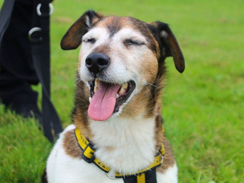 Max | Terrier (Jack Russell) | Manchester - 7