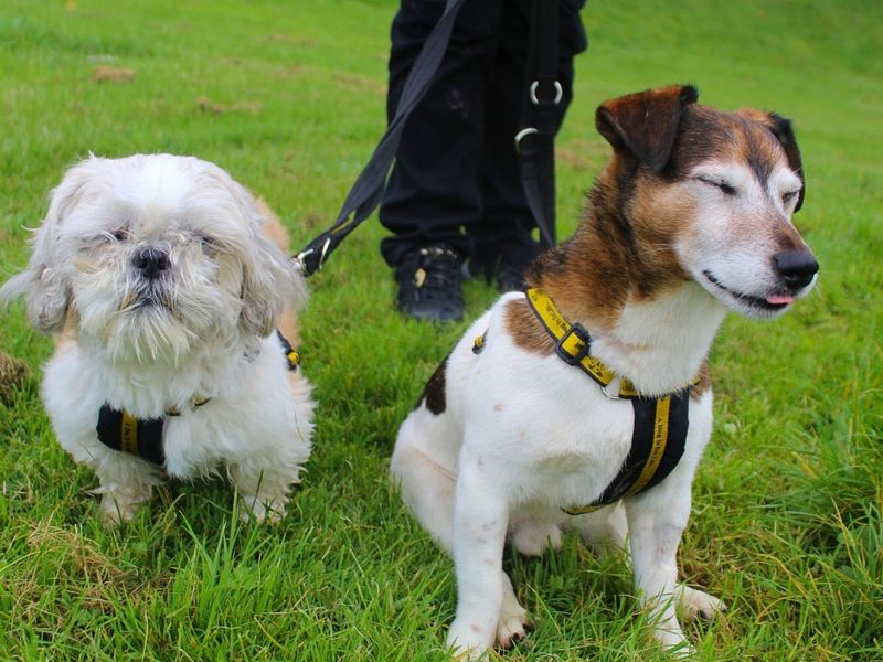 Max | Terrier (Jack Russell) | Manchester - 8