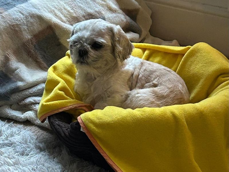 Milo - Image 2 of 3