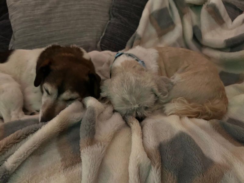 Shih Tzu Dogs And Puppies For Adoption