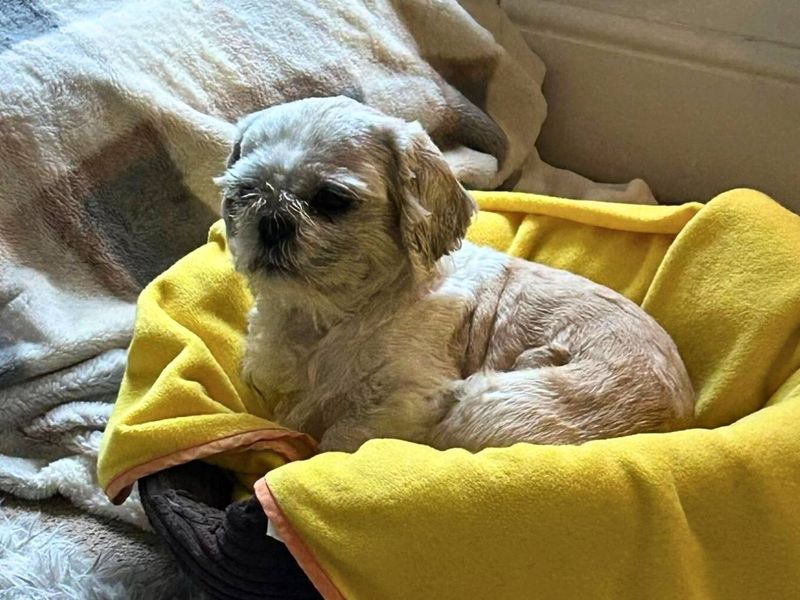 undefined | Shih Tzu | undefined - 4