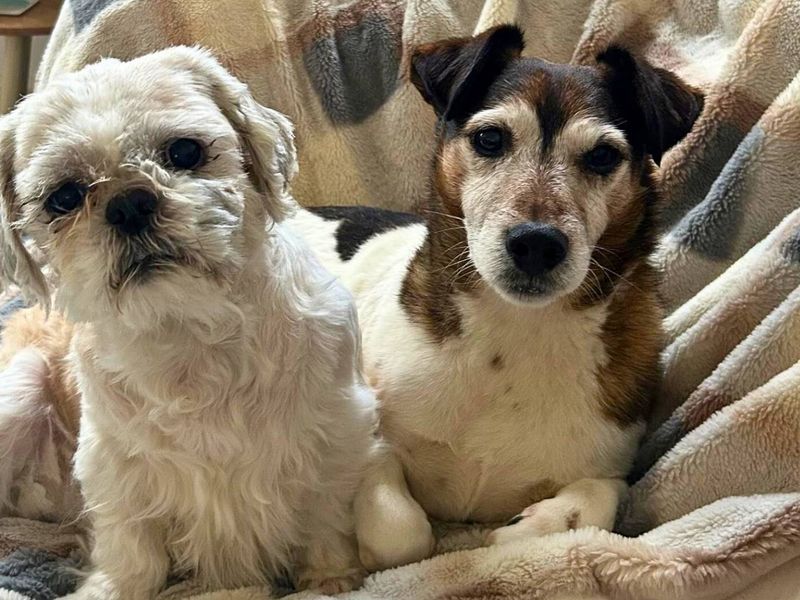 undefined | Shih Tzu | undefined - 7