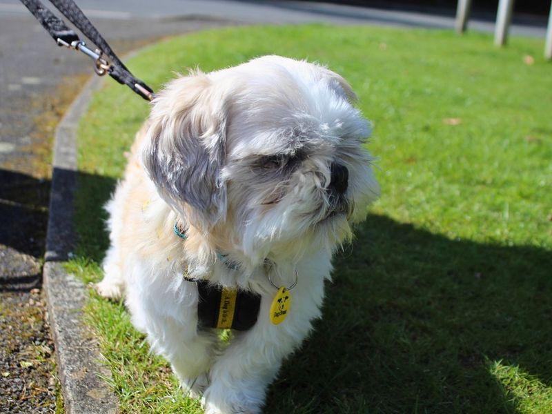 undefined | Shih Tzu | undefined - 2