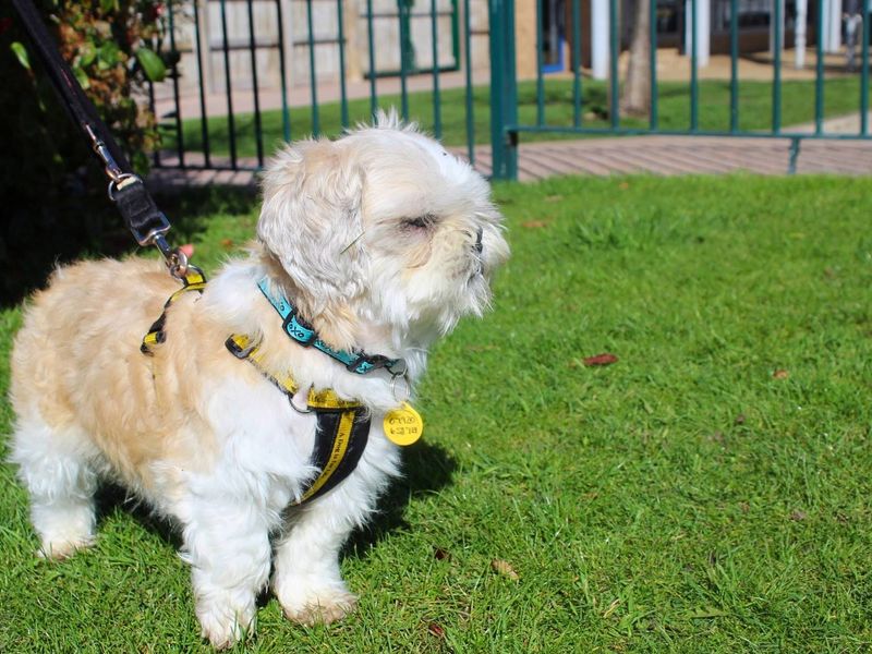 undefined | Shih Tzu | undefined - 3