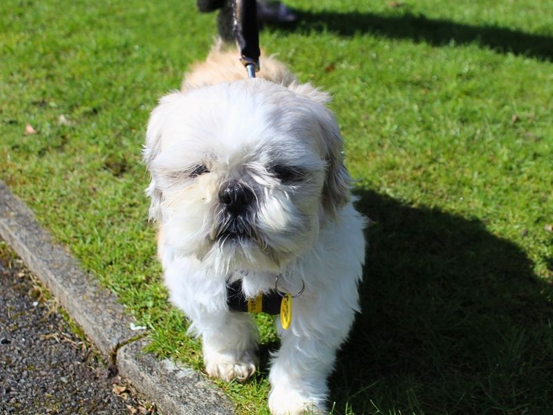 undefined | Shih Tzu | undefined - 5