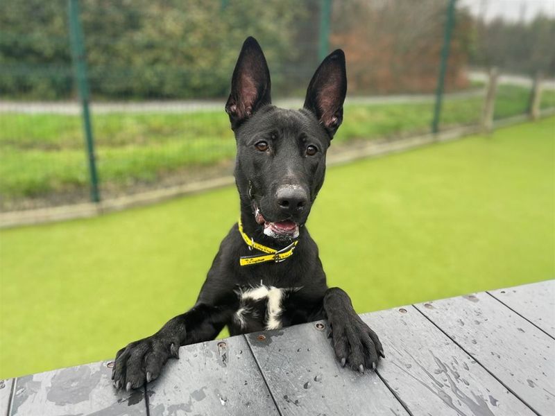 Raven - Image 4 of 6