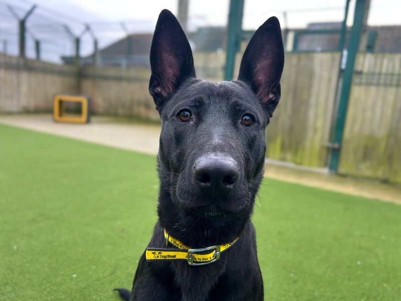 Raven - Image 5 of 6